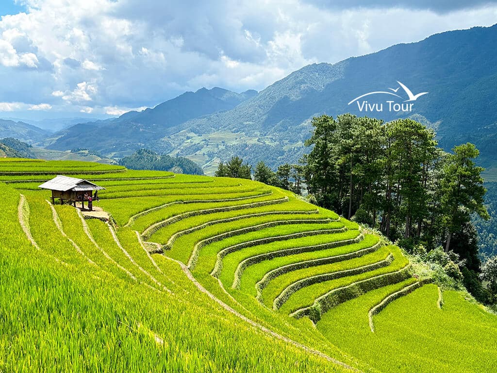 Tháng 10 ở Mù Cang Chải lúa đã chín chưa?