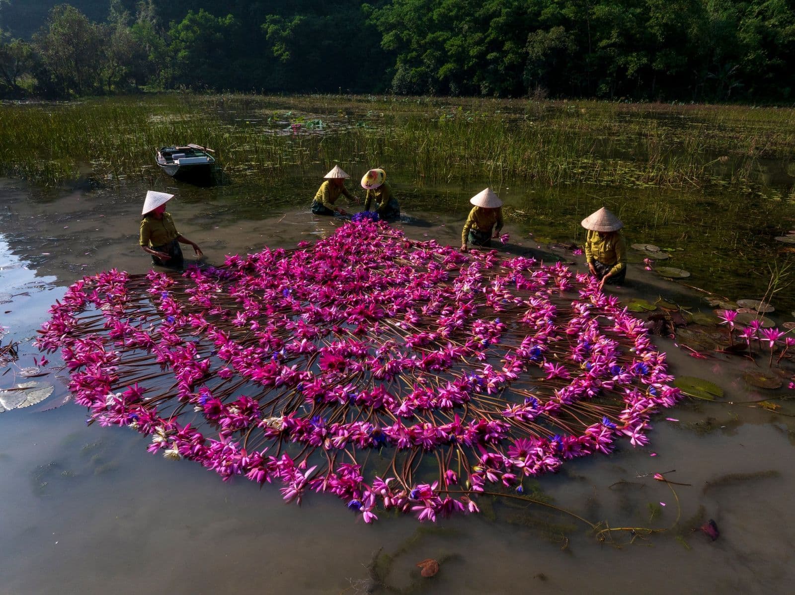Ninh Bình vào mùa hoa súng – sắc hồng dịu giữa những ngày cuối thu