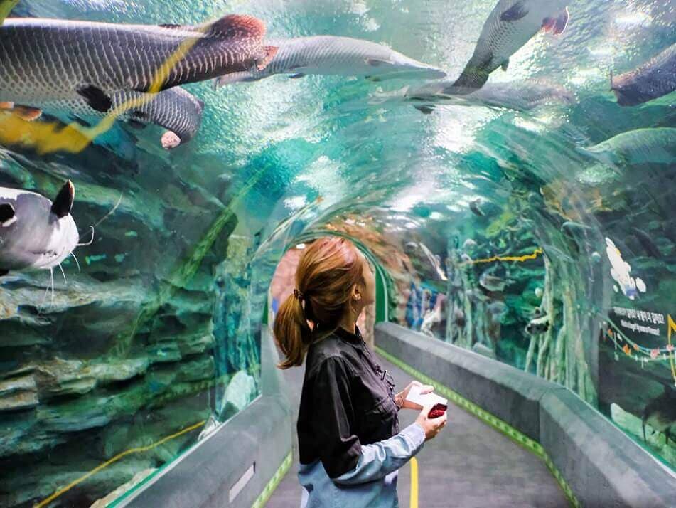 Cách mua vé Thủy Cung Lotte World Aquarium Hà Nội