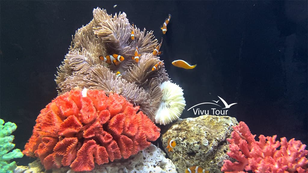 Vé Thuỷ Cung Lotte World Aquarium Hà Nội 3