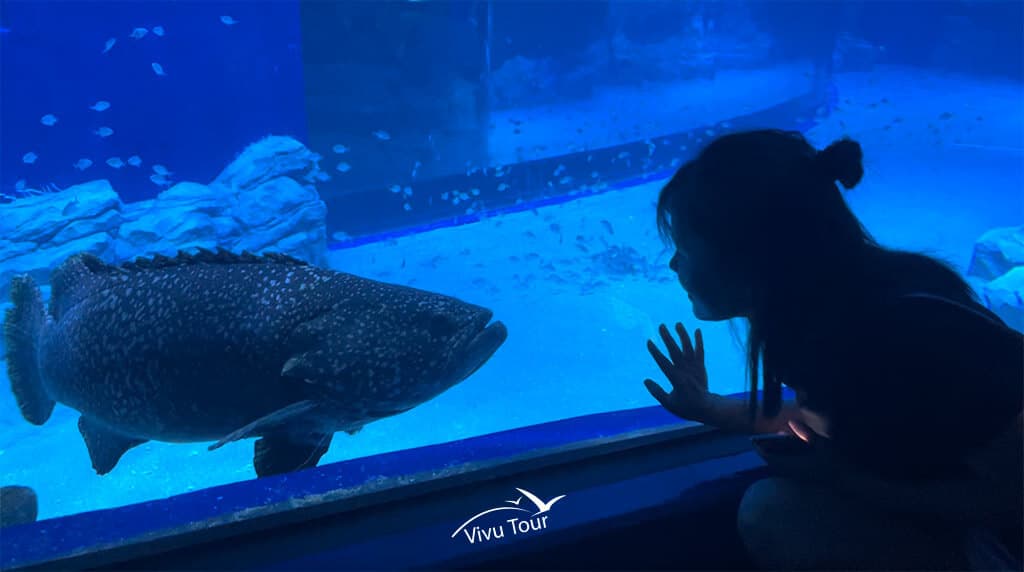 Vé Thuỷ Cung Lotte World Aquarium Hà Nội 2