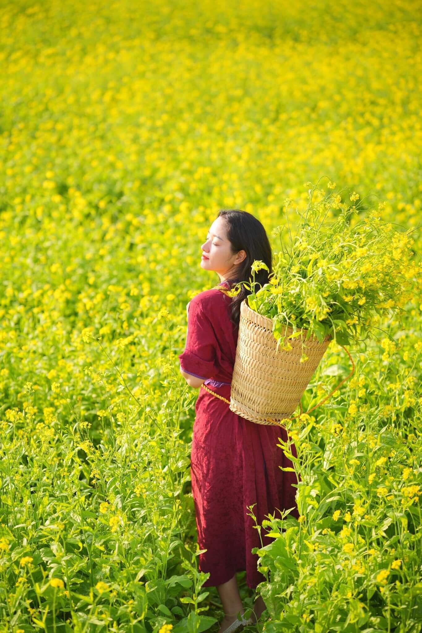 hoa cải vàng mộc châu đẹp