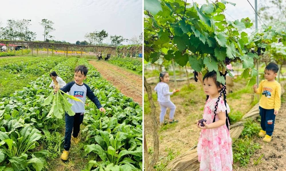 Cuối Tuần Chơi Gì Ở Hà Nội Cho Gia Đình Có Trẻ Em? 10 Gợi Ý Vui Chơi Chuẩn Không Cần Chỉnh 9 Chimifarm 4 Hanoi