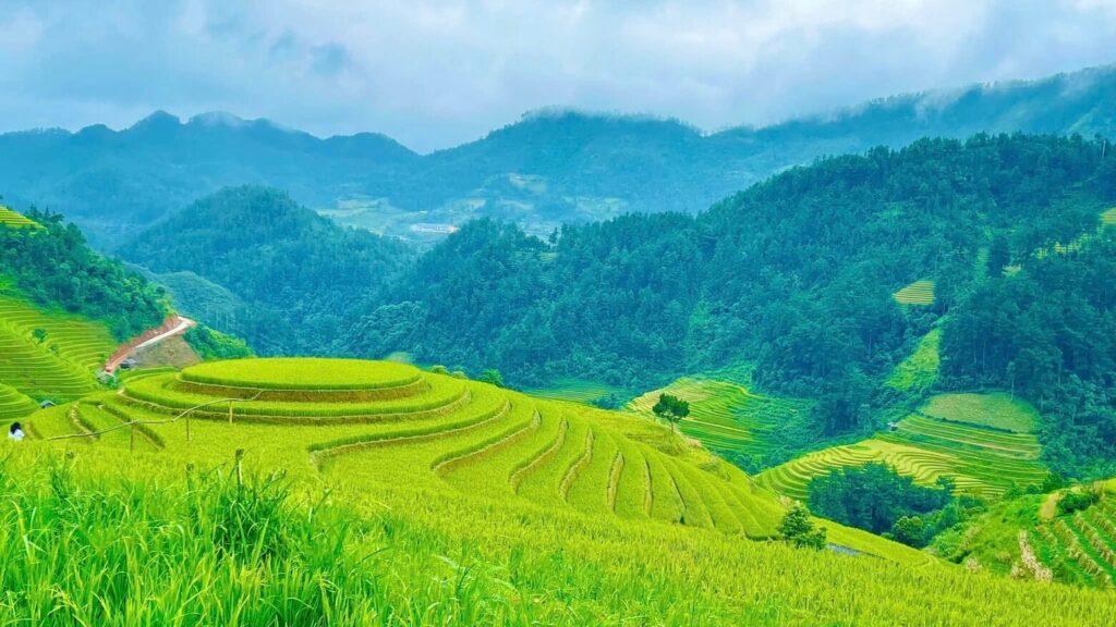 Mù Càng Chải Nên Đi Tháng Mấy? Bí Kíp Chọn Đúng Mùa Để Ngắm Cảnh Đẹp Nhất 6 mù cang chải tháng 6 7 8