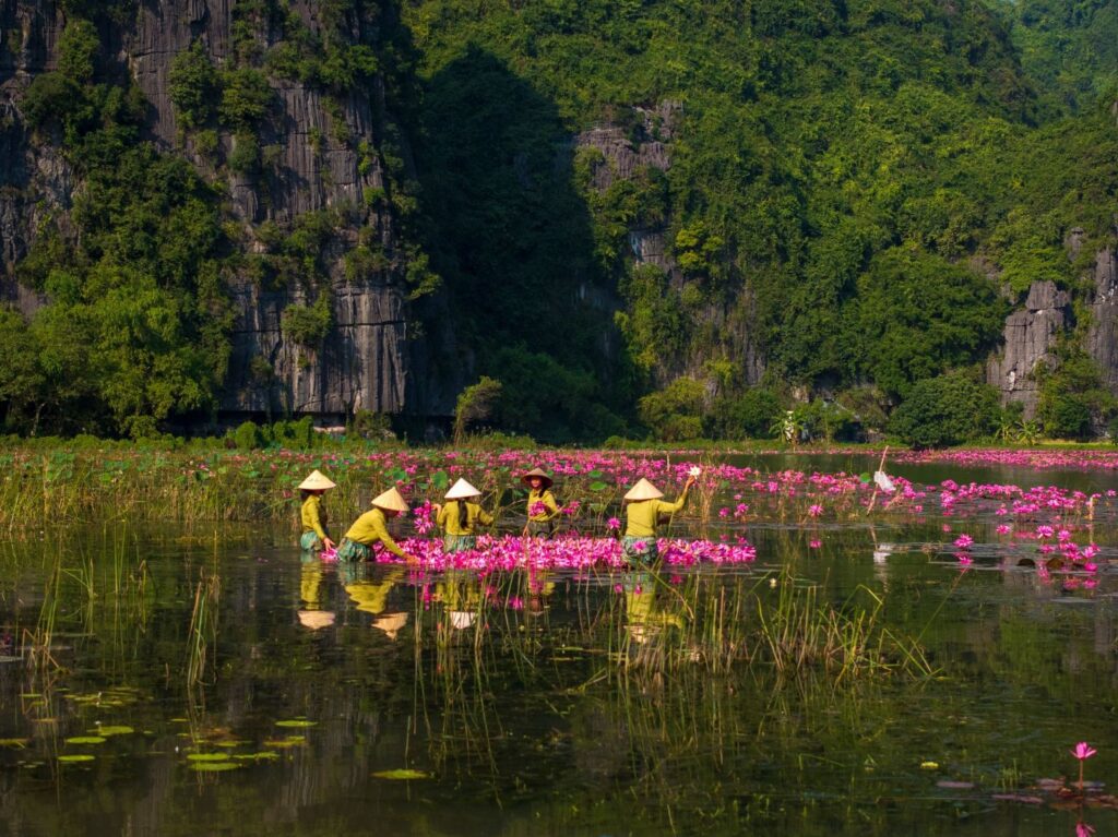 Ninh Bình vào mùa hoa súng – sắc hồng dịu giữa những ngày cuối thu 3 mua sung ninh binh 1