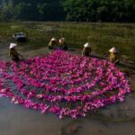 mua sung ninh binh