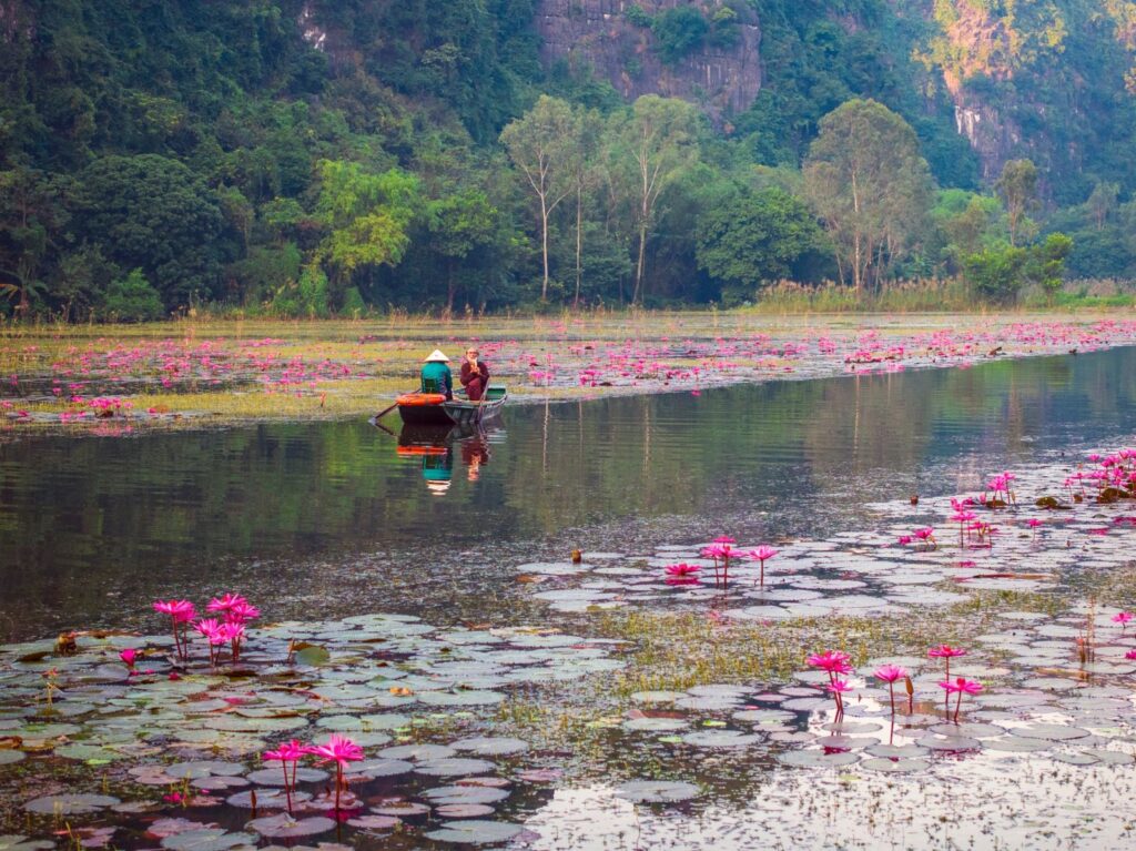 Ninh Bình vào mùa hoa súng – sắc hồng dịu giữa những ngày cuối thu 5 mua sung ninh binh 3