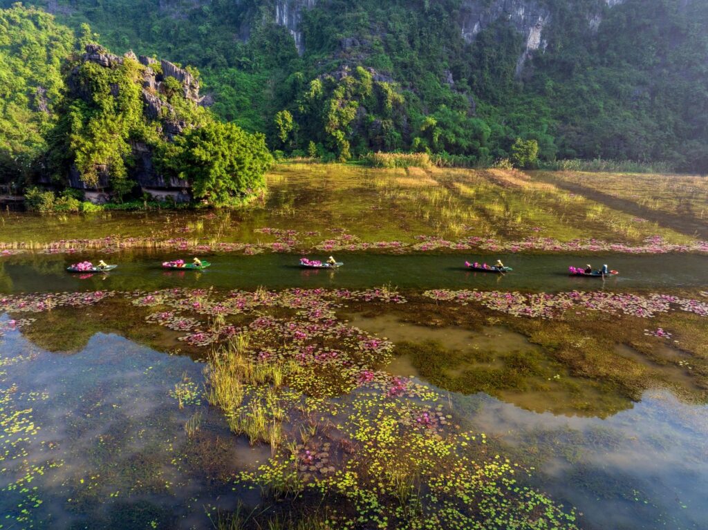 Ninh Bình vào mùa hoa súng – sắc hồng dịu giữa những ngày cuối thu 7 mua sung ninh binh 5